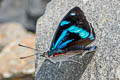Cyan-banded Perisama Perisama dorbignyi jurinei