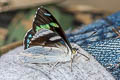 Cyan-banded Perisama Perisama dorbignyi jurinei