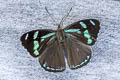 Cyan-banded Perisama Perisama dorbignyi jurinei