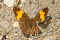 Doubleday's Sister Adelpha irmina tumida