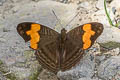 Doubleday's Sister Adelpha irmina tumida