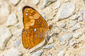 Doubleday's Sister Adelpha irmina tumida