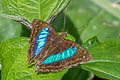 Doxocopa cherubina