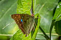 Doxocopa cherubina