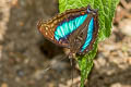 Doxocopa cherubina