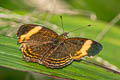 East Andean Crescent Telenassa jana