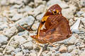 Epiphile orea negrina