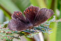 Eretris subpunctata