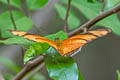 Eueides aliphera aliphera