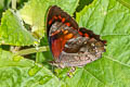 Fiery Satyr Lasiophila orbifera orbifera