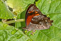Fiery Satyr Lasiophila orbifera orbifera