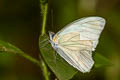 Florida White Glutophrissa drusilla drusilla