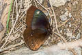 Forsterinaria rustica rustica