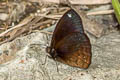 Forsterinaria rustica rustica