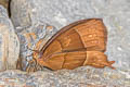Golden Ur Satyr Taygetis chrysogone