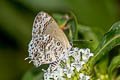 Grey-spotted Scrub Hairstreak Strymon astiocha