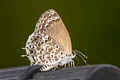 Grey-spotted Scrub Hairstreak Strymon astiocha
