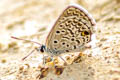Hanno Blue Hemiargus hanno hanno