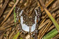 Lemonias zygia chea