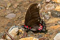 Lipstick Cattleheart Parides vertumnus ssp.