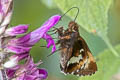 Lychnuchus dognini