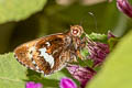 Lychnuchus dognini