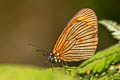 Lymanopoda acraeida acraeida