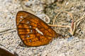 Lymanopoda ferruginosa ferruginosa
