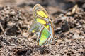 Malachite Siproeta stelenes meridionalis