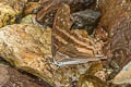 Many-banded Daggerwing Marpesia chiron darius
