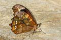Mygona prochyta 