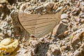 Orange Daggerwing Marpesia berania berania