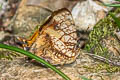 Orange Mapwing Hypanartia lethe lethe