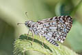 Orcus Checkered Skipper Burnsius orcus