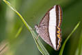 Oressinoma sorata
