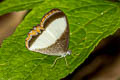 Oressinoma sorata