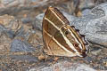 Parataygetis albinotata