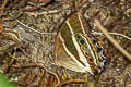Parataygetis albinotata