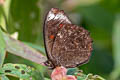 Pedaliodes pelinaea