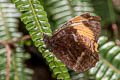 Pedaliodes praxithea