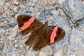Pink-banded Sister Adelpha lycorias lara