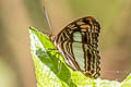 Pointed Sister Adelpha iphiclus iphiclus (Iphiclus Sister)