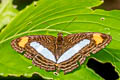 Pointed Sister Adelpha iphiclus iphiclus (Iphiclus Sister)