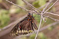 Polydamas Swallowtail Battus polydamas polydamas