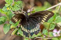 Polydamas Swallowtail Battus polydamas polydamas