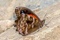 Pronophila cordillera