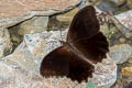 Pronophila cordillera