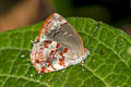 Purple-webbed Ministreak Ministrymon phrutus