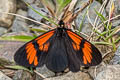 Red-banded Altinote Altinote dicaeus jucunda