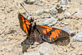 Red-banded Altinote Altinote dicaeus jucunda